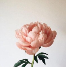 Bodycology Floral Rush Kadın Çiçeksi Vücut Spreyi 237ml - 4