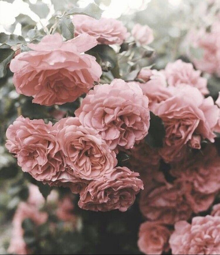 Bodycology Floral Rush Kadın Çiçeksi Vücut Spreyi 237ml - 3