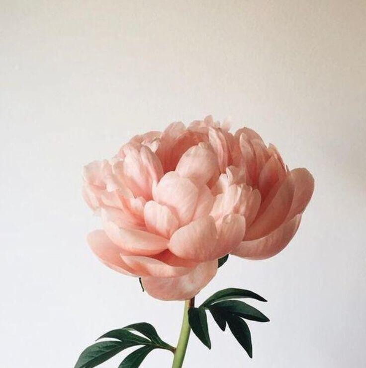 Bodycology Floral Rush Kadın Çiçeksi Vücut Spreyi 237ml - 4