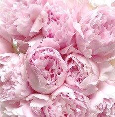 Bodycology Sweet Love Kadın Vücut Spreyi – Vanilya ve Şakayık Esintili Tatlı Koku, 237 mL - 4