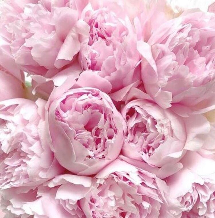 Bodycology Sweet Love Kadın Vücut Spreyi – Vanilya ve Şakayık Esintili Tatlı Koku, 237 mL - 4